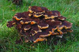 Attēlu rezultāti vaicājumam “Phaeolus schweinitzii”