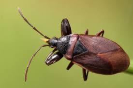 Attēlu rezultāti vaicājumam “Gastrodes grossipes”