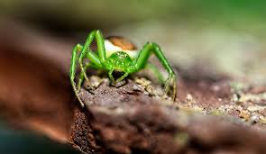 Attēlu rezultāti vaicājumam “Diaea dorsata”