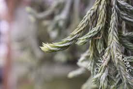 Attēlu rezultāti vaicājumam “Trichia longipalpis sessile”