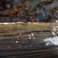 Attēlu rezultāti vaicājumam “Comatricha fragilis”