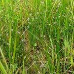 Attēlu rezultāti vaicājumam “Eleocharis uniglumis fruit”