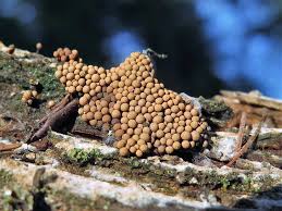 Attēlu rezultāti vaicājumam “Cribraria argillacea sessile”