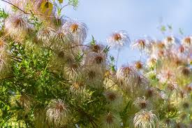 Attēlu rezultāti vaicājumam “Clematis fruit”