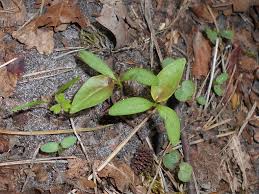 Attēlu rezultāti vaicājumam “Fallopia convolvulus leaf”