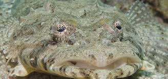 Image result for Platycephalus richardsoni