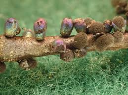 Attēlu rezultāti vaicājumam “Stemonitidaceae”