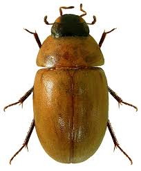 Attēlu rezultāti vaicājumam “Enochrus affinis”