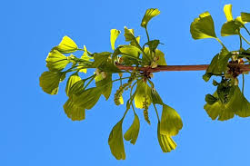 Attēlu rezultāti vaicājumam “Ginkgo biloba female flower”