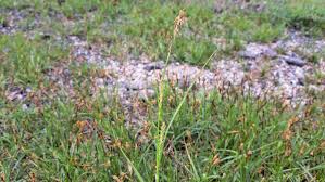 Attēlu rezultāti vaicājumam “Carex hirta female flower”