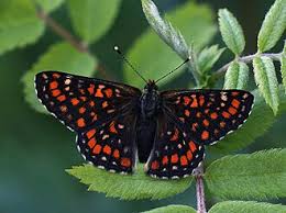 Attēlu rezultāti vaicājumam “Euphydryas maturna”