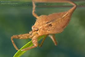 Attēlu rezultāti vaicājumam “Nepa cinerea”