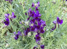 Attēlu rezultāti vaicājumam “Linaria loeselii”