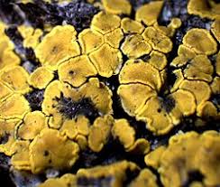 Attēlu rezultāti vaicājumam “Candelariella sp.”