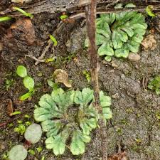 Attēlu rezultāti vaicājumam “Riccia sorocarpa macro”