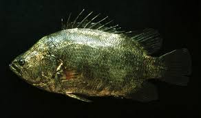 Image result for Lobotes surinamensis