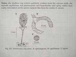 Attēlu rezultāti vaicājumam “Hemitrichia clavata spores”