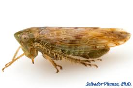 Attēlu rezultāti vaicājumam “Cicadellidae”