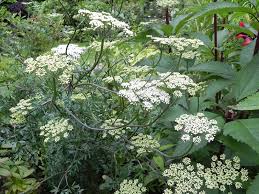 Attēlu rezultāti vaicājumam “Cenolophium denudatum”