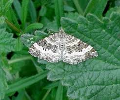 Attēlu rezultāti vaicājumam “Epirrhoe alternata”