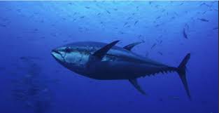 Image result for Thunnus atlanticus