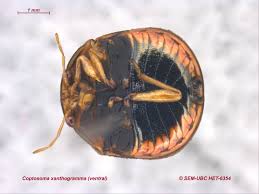 Attēlu rezultāti vaicājumam “Xanthogramma sp.”