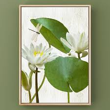 Attēlu rezultāti vaicājumam “Nymphaea alba flower”