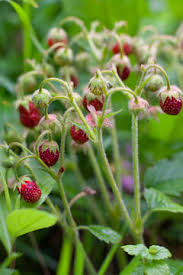 Attēlu rezultāti vaicājumam “Fragaria moschata flower”