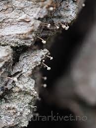 Attēlu rezultāti vaicājumam “Sclerophora farinacea”