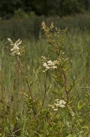 Attēlu rezultāti vaicājumam “Filipendula ulmaria”
