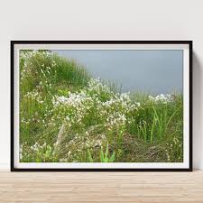 Attēlu rezultāti vaicājumam “Trichophorum alpinum flower”