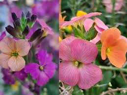 Attēlu rezultāti vaicājumam “Erysimum cheiranthoides flower”