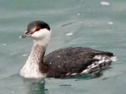 Image result for Podiceps auritus