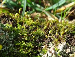 Attēlu rezultāti vaicājumam “Rhynchostegiella tenella sporophyte”