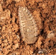 Attēlu rezultāti vaicājumam “Silpha obscura larva”