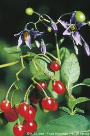 Attēlu rezultāti vaicājumam “Solanum dulcamara fruit”