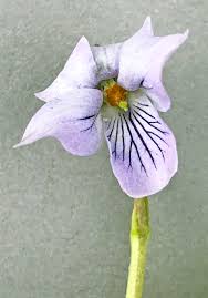 Attēlu rezultāti vaicājumam “Viola epipsila”