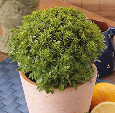 Image result for Basilikum