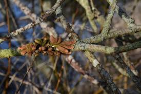 Attēlu rezultāti vaicājumam “Hypocreopsis lichenoides”