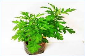 Attēlu rezultāti vaicājumam “Artemisia campestris leaf”