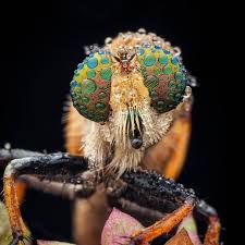 Attēlu rezultāti vaicājumam “Asilidae”