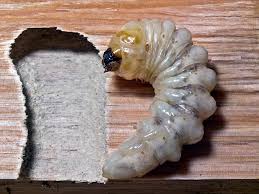 Attēlu rezultāti vaicājumam “Cerambycidae larva”