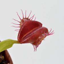 Attēlu rezultāti vaicājumam “Diachea muscorum stalked”