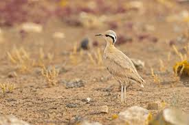 Image result for Cursorius cursor