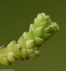 Attēlu rezultāti vaicājumam “Sedum acre bud”