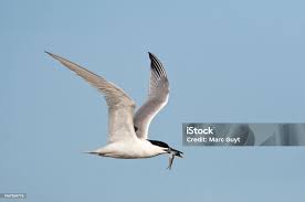Attēlu rezultāti vaicājumam “Sterna sandvicensis”