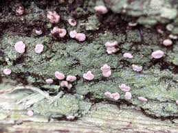 Attēlu rezultāti vaicājumam “Icmadophila ericetorum”