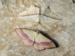 Attēlu rezultāti vaicājumam “Rhodostrophia vibicaria”