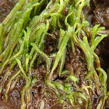 Attēlu rezultāti vaicājumam “Riccia rhenana”