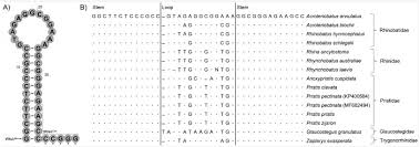 Image result for Acroteriobatus blochii